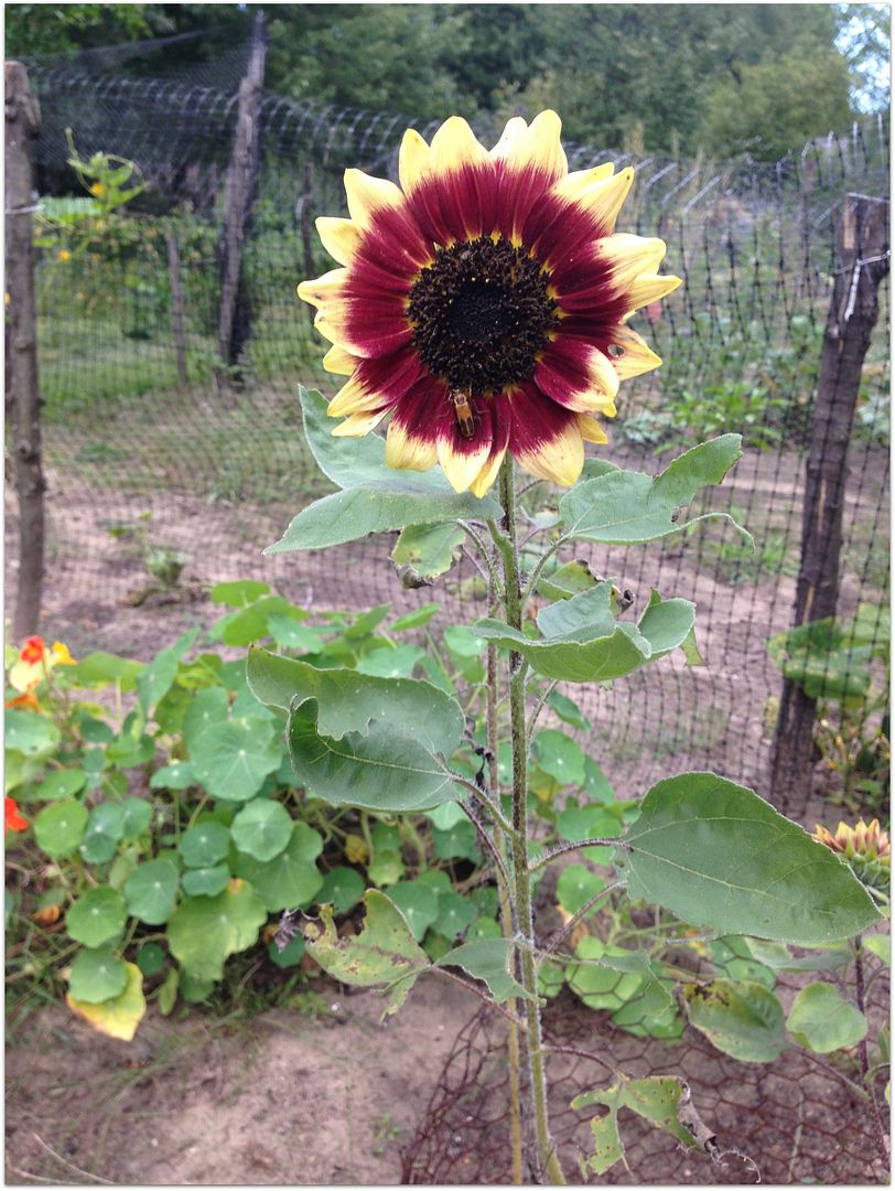 God's Growing Garden Florenza Sunflower
